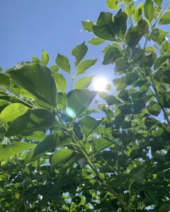 肌が焼けて痛いとき