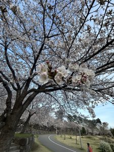 前橋公園の桜